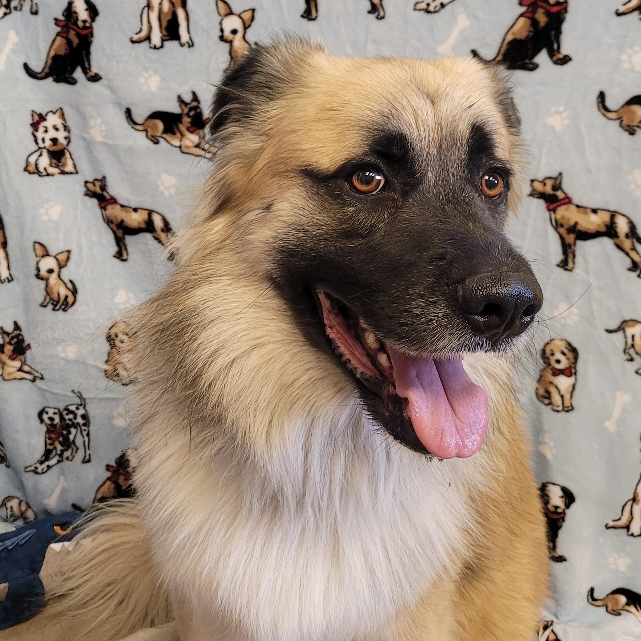 Enlarge Dexter, a ADOPTABLE Anatolian Shepherd in ALPINE, TX image 5/5
