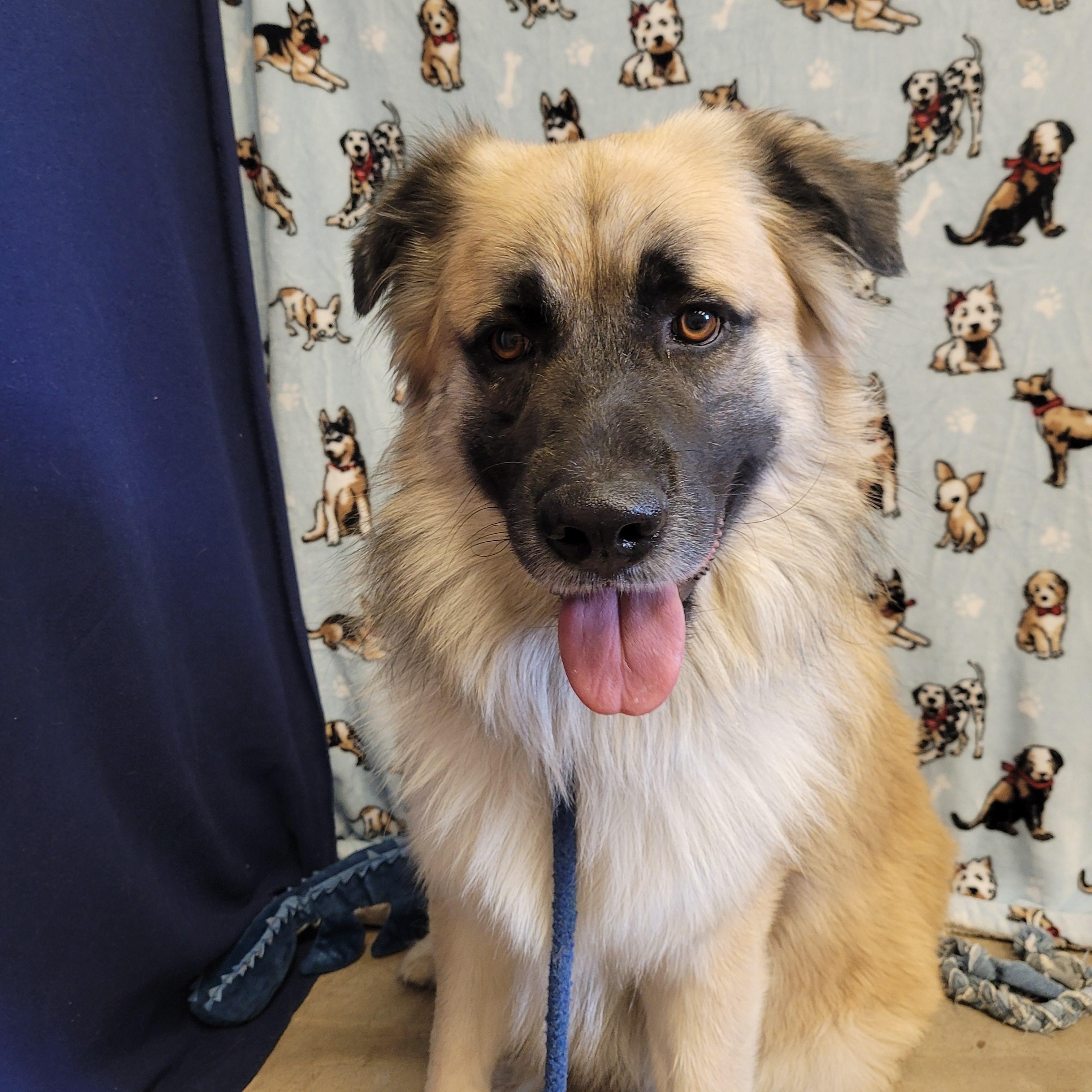 Enlarge Dexter, a ADOPTABLE Anatolian Shepherd in ALPINE, TX image 3/5