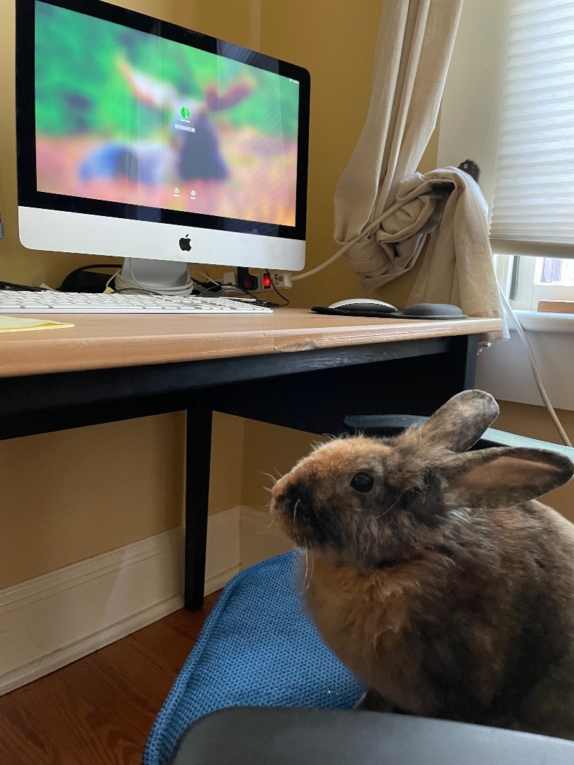 Bean, Adopted, Young Female Bunny Rabbit.