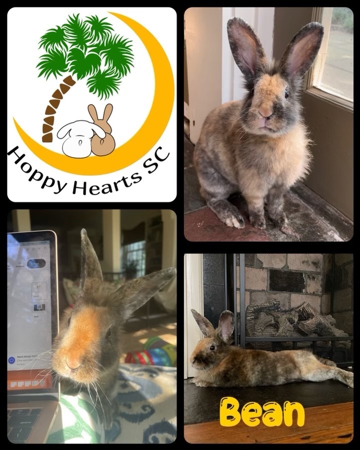 Enlarge Bean, a Adopted mixed breed in Chapin, SC image 2/7