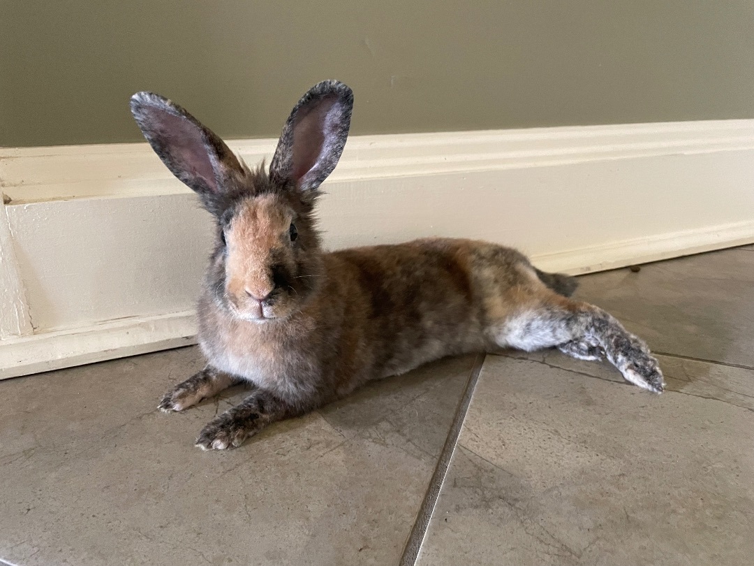 Enlarge Bean, a Adopted mixed breed in Chapin, SC image 3/7