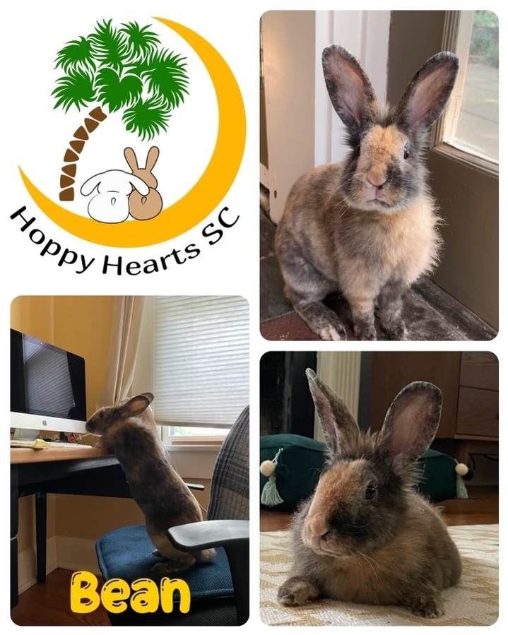 Enlarge Bean, a Adopted mixed breed in Chapin, SC image 4/7