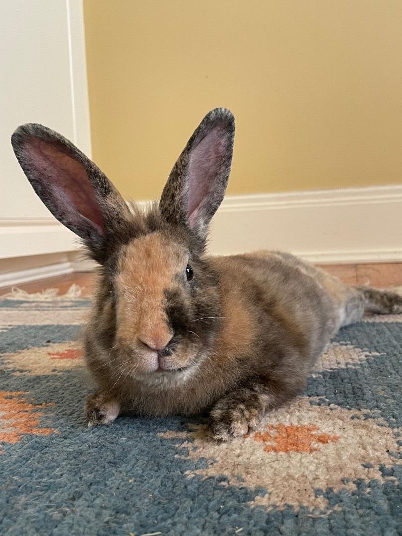 Enlarge Bean, a Adopted mixed breed in Chapin, SC image 5/7