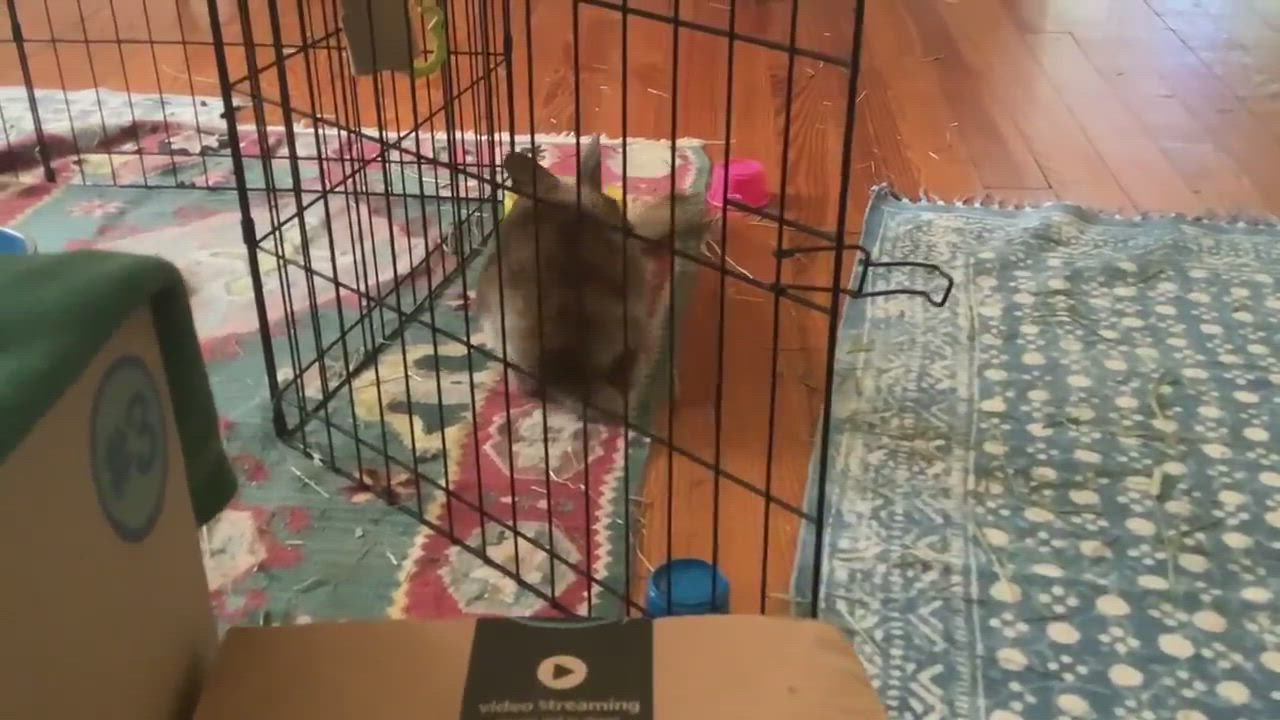 Enlarge Bean, a Adopted mixed breed in Chapin, SC video 7/7