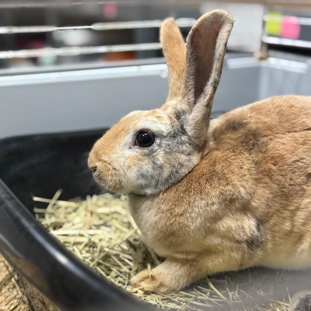 Pumpkin truffle, Adoptable, Baby Female Rex & Dutch.