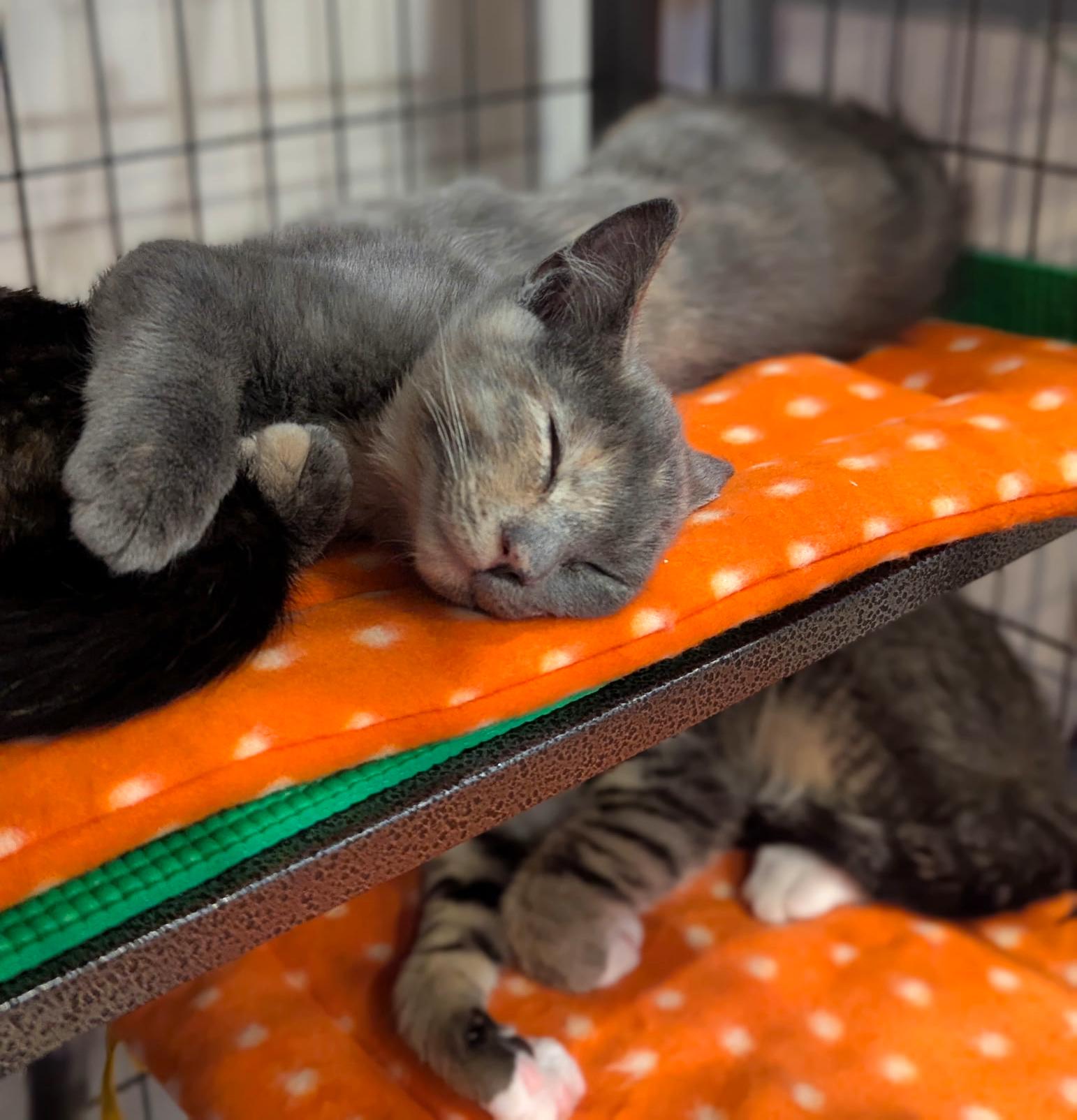 Frida, a ADOPTABLE Dilute Tortoiseshell in Hilton Head Island, SC image 3/5