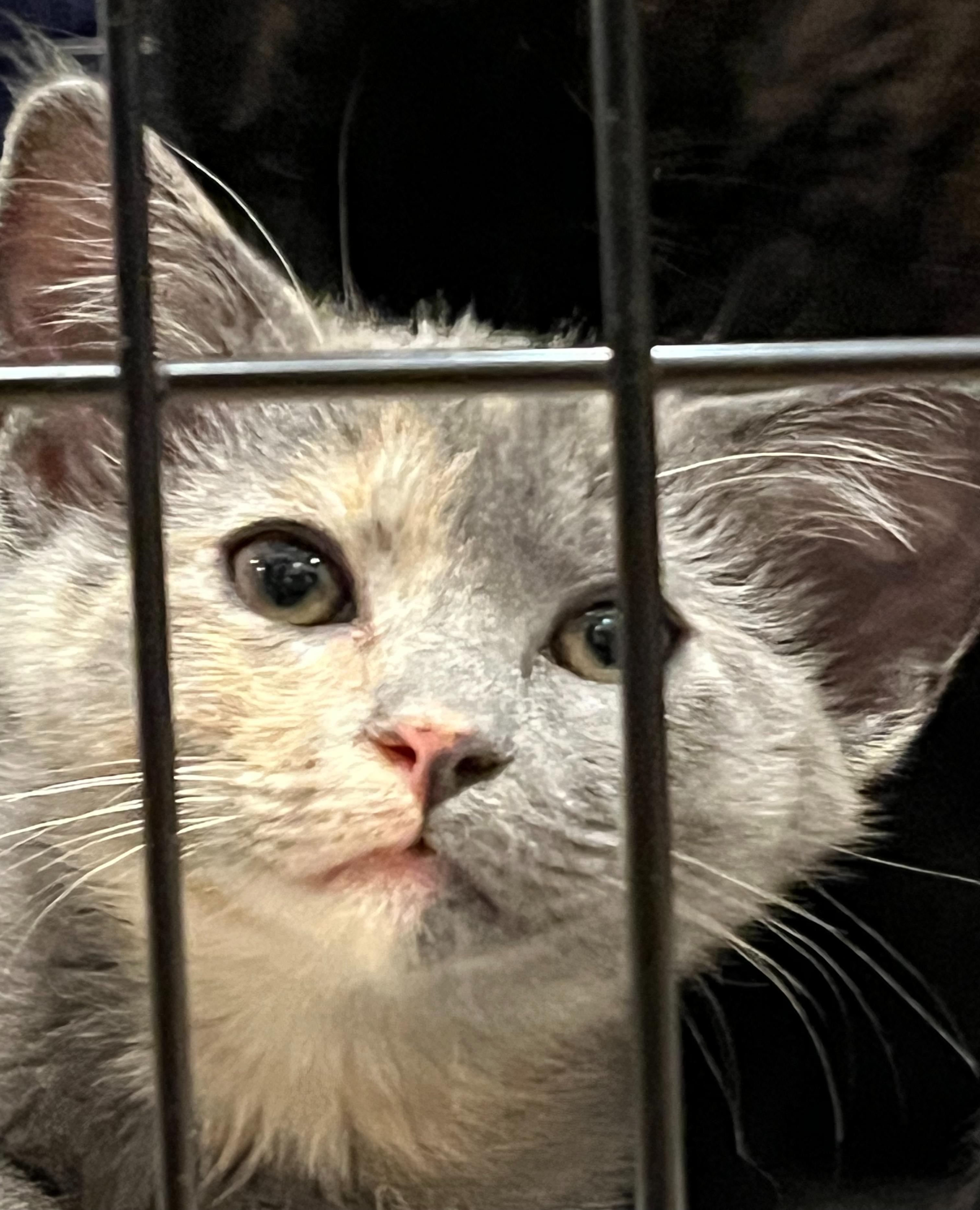 Frida, ADOPTABLE, Kitten Female Dilute Tortoiseshell.