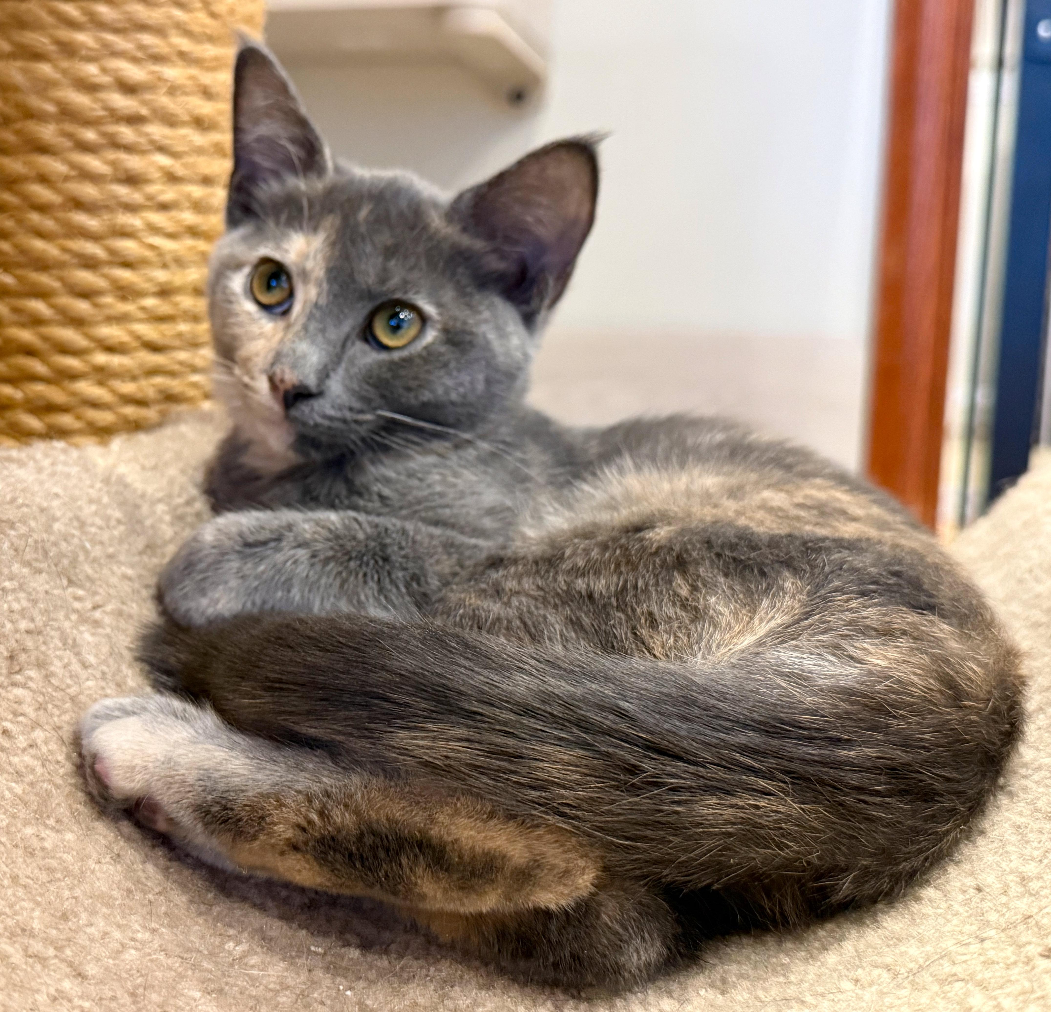 Frida, an adoptable Dilute Tortoiseshell in Hilton Head Island, SC image 2/6
