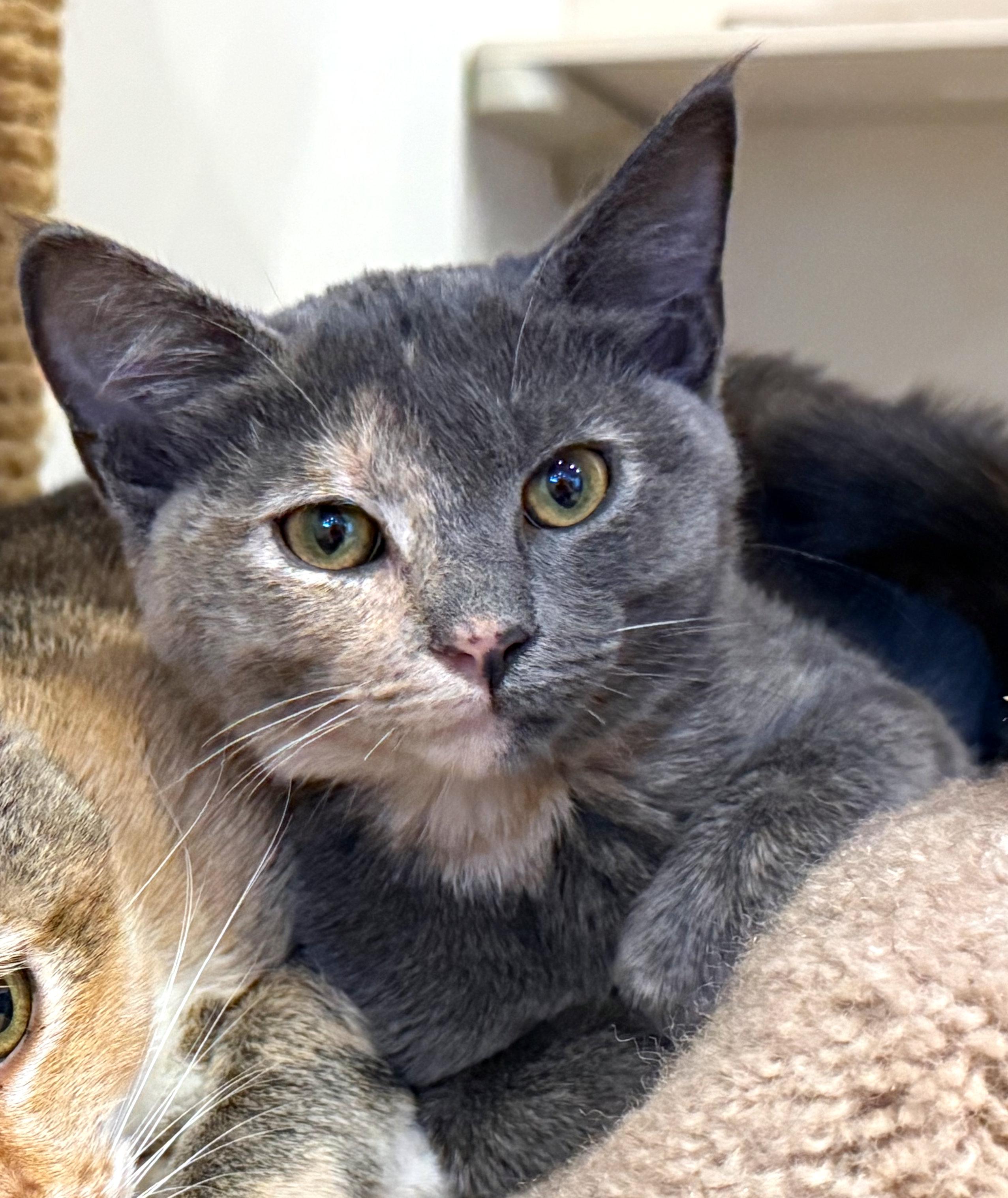Frida, adoptable, Kitten Female Dilute Tortoiseshell.