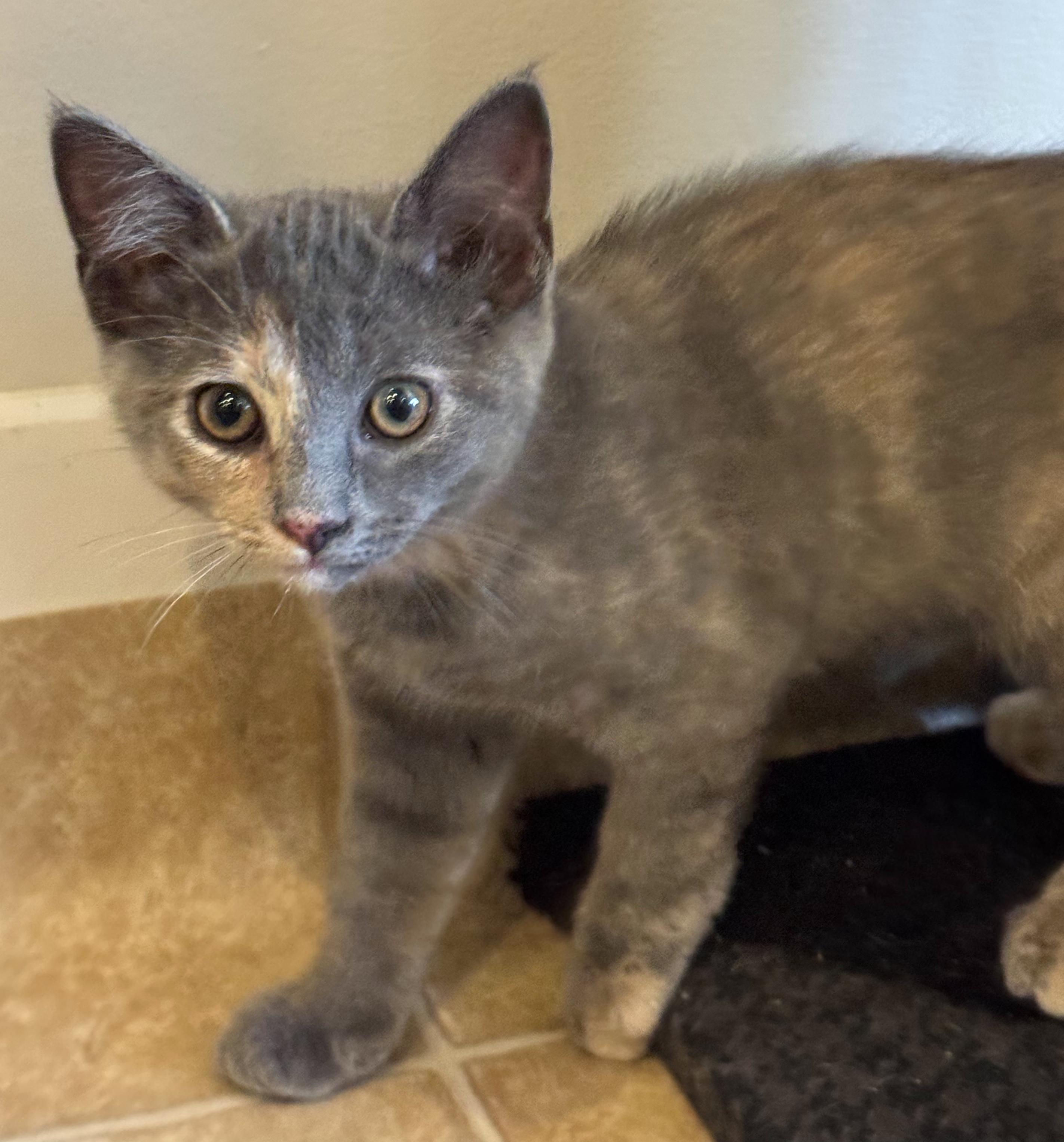 Frida, a ADOPTABLE Dilute Tortoiseshell in Hilton Head Island, SC image 4/5