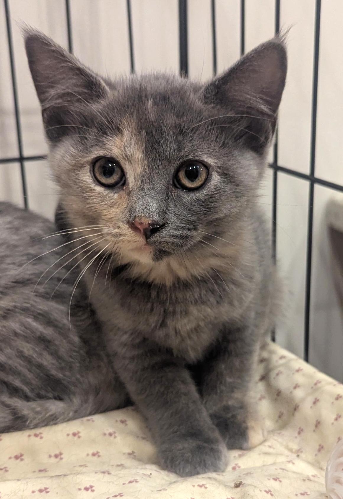 Frida, a ADOPTABLE Dilute Tortoiseshell in Hilton Head Island, SC image 2/5