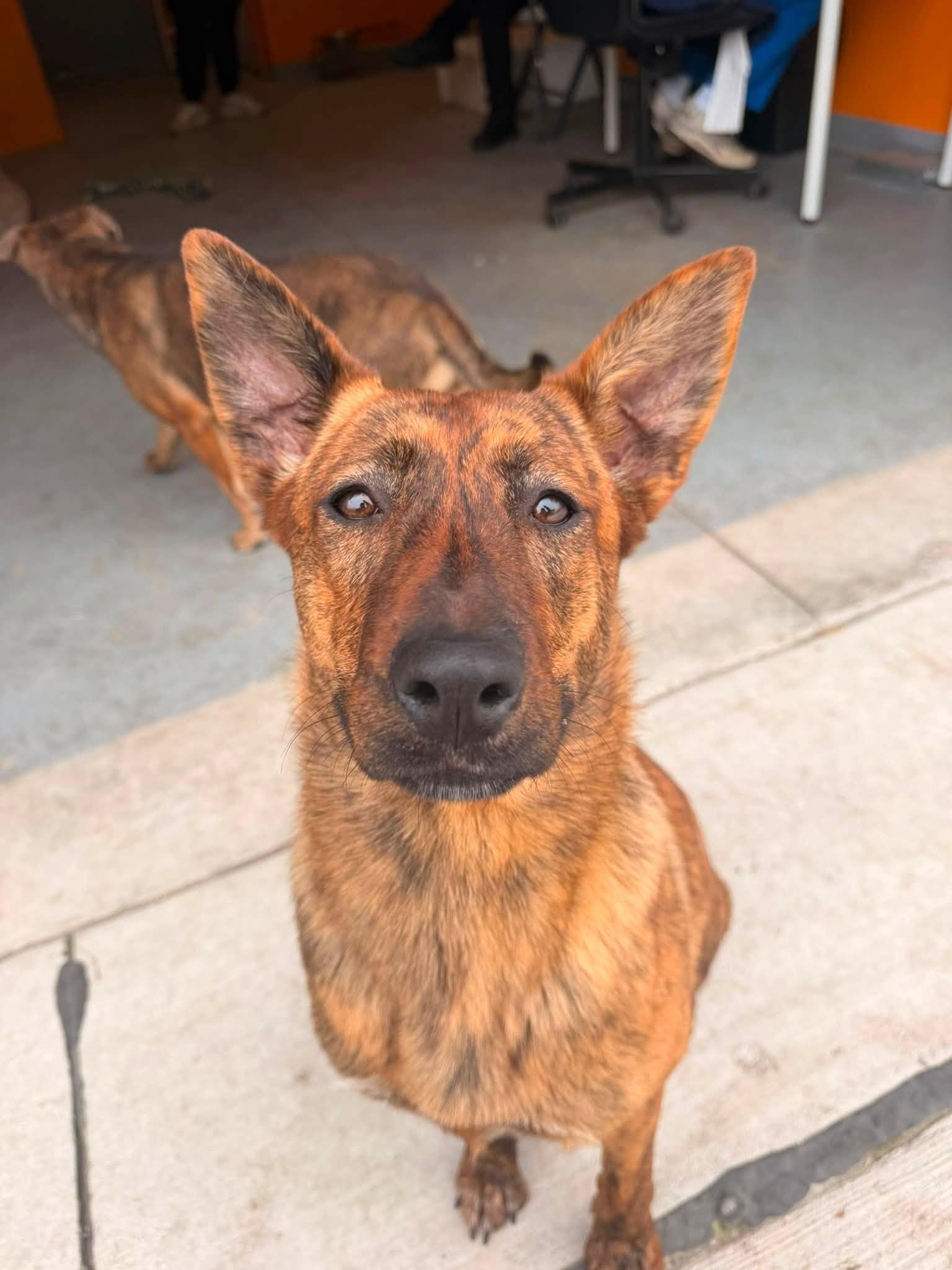 Honey, ADOPTABLE, Young Female German Shepherd Dog.