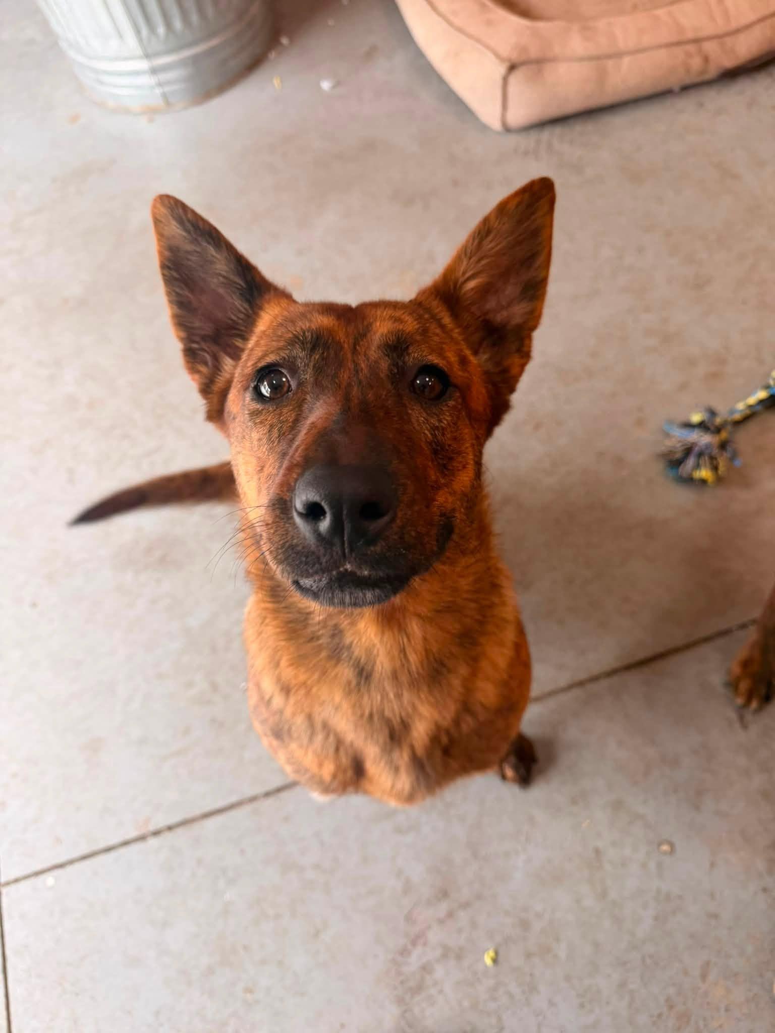 Honey, a ADOPTABLE mixed breed in Lincoln Park, MI image 2/2