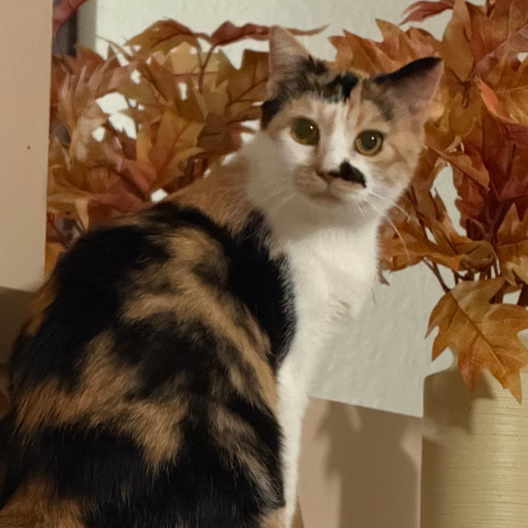 Snickers, Adoptable, Adult Female Domestic Short Hair.