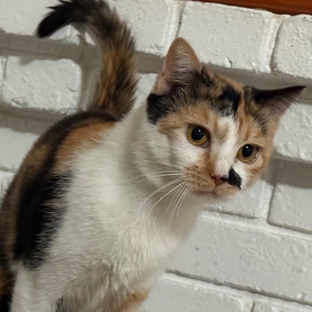 Enlarge Snickers, a Adoptable Domestic Short Hair in Pleasanton, CA image 2/4