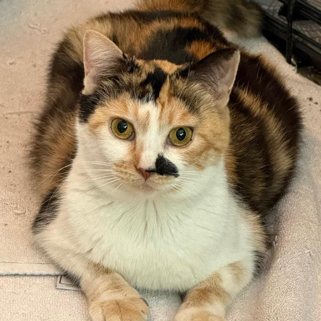 Enlarge Snickers, a Adoptable Domestic Short Hair in Pleasanton, CA image 4/4