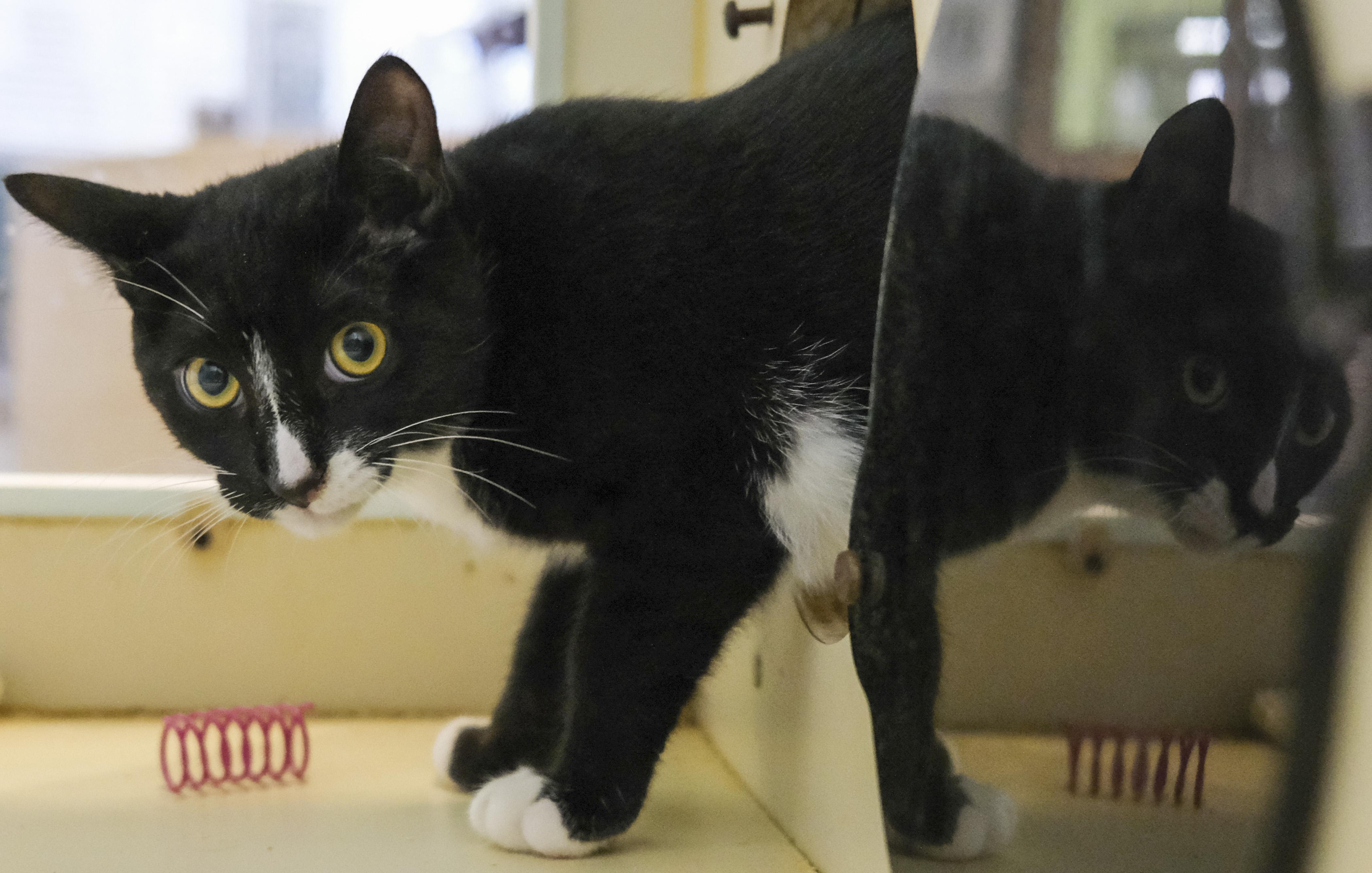 Enlarge Raul, a Adoptable Domestic Short Hair in Harvey , LA image 2/3