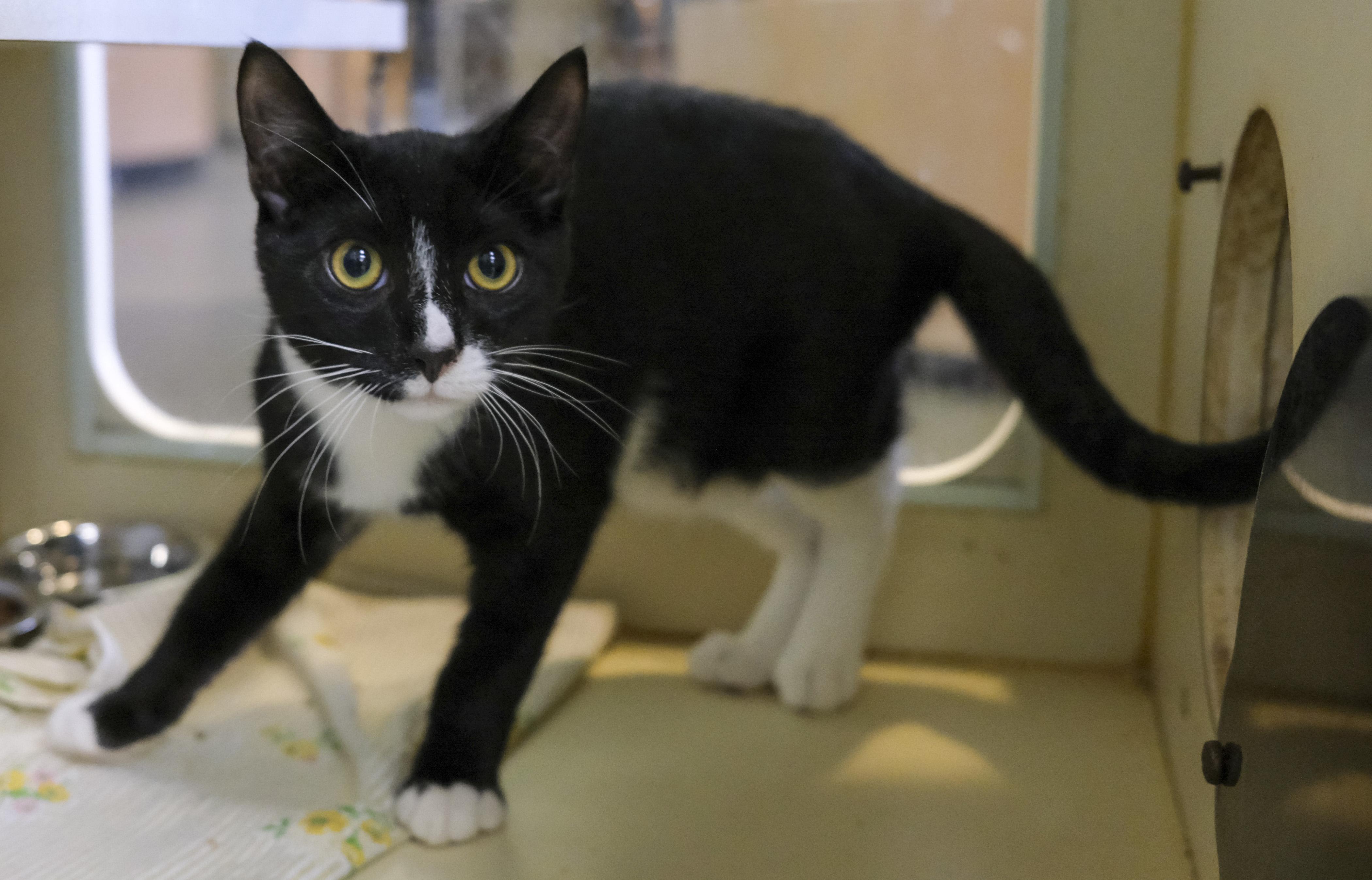 Raul, Adoptable, Young Male Domestic Short Hair.