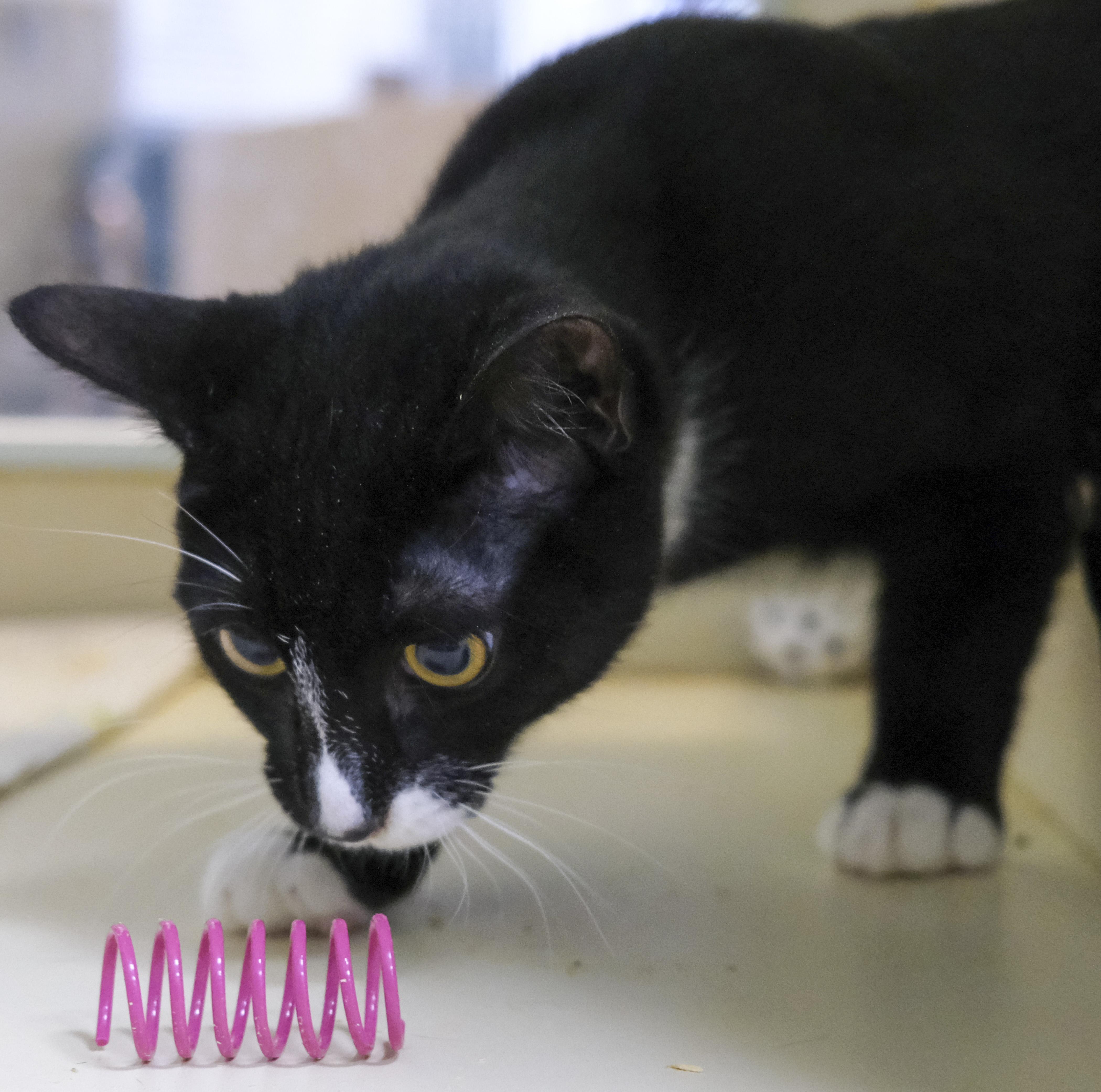 Enlarge Raul, a Adoptable Domestic Short Hair in Harvey , LA image 3/3