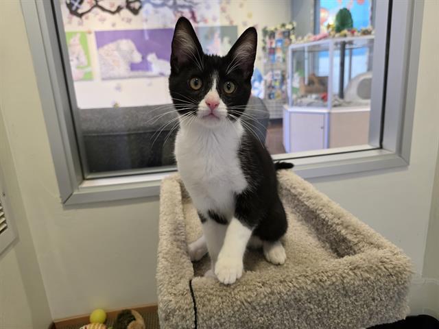 LUMI, Adoptable, Kitten Male Domestic Short Hair.
