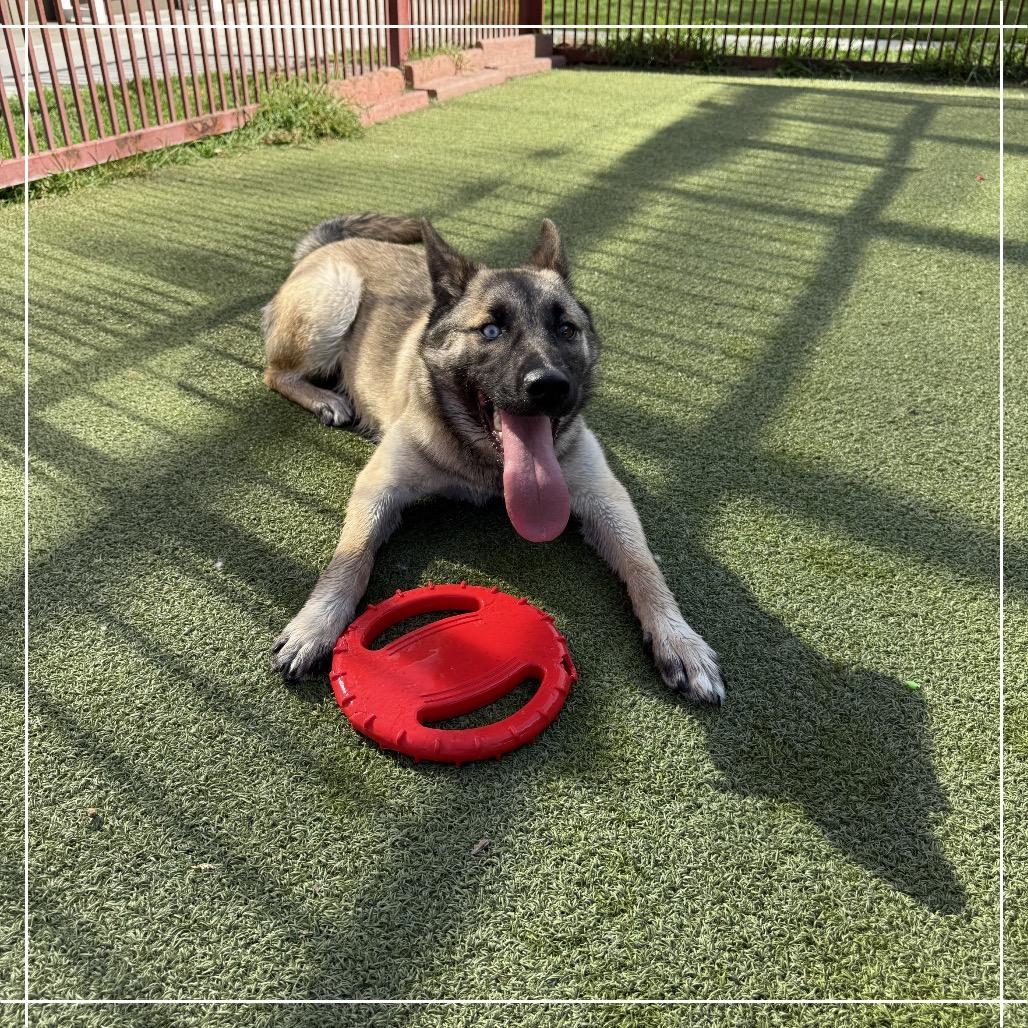 GEORGIA, Adoptable, Young Female Belgian Shepherd / Malinois & Shepherd.