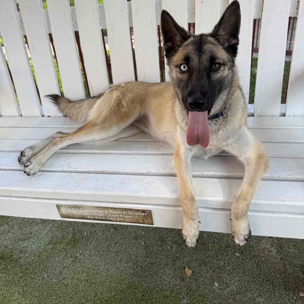 Enlarge GEORGIA, a Adoptable mixed breed in Upland, CA image 2/6
