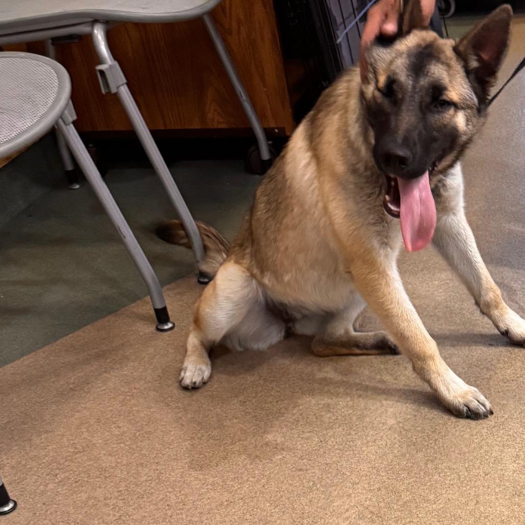 Enlarge GEORGIA, a Adoptable mixed breed in Upland, CA image 1/1