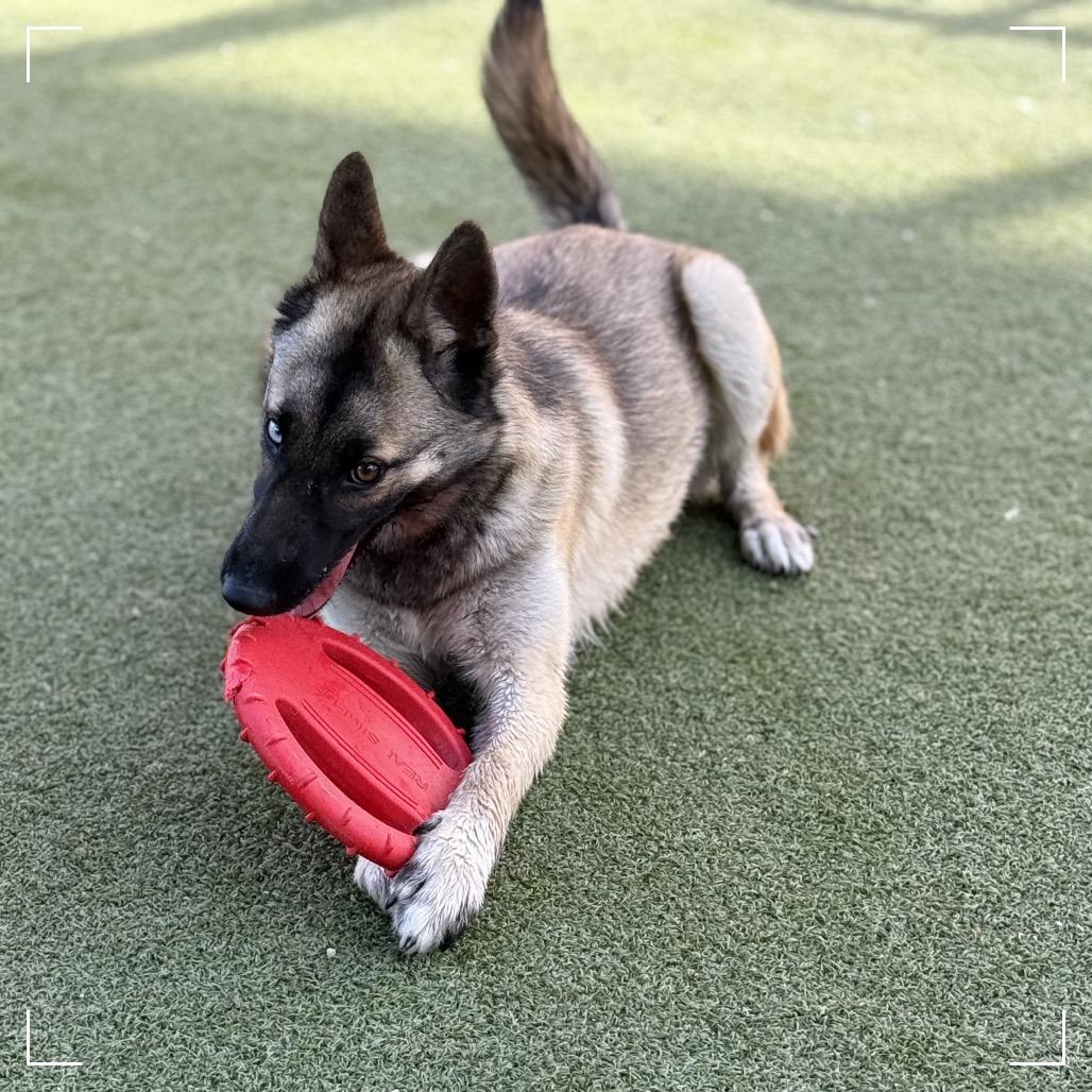GEORGIA, a Adoptable mixed breed in Upland, CA image 3/4