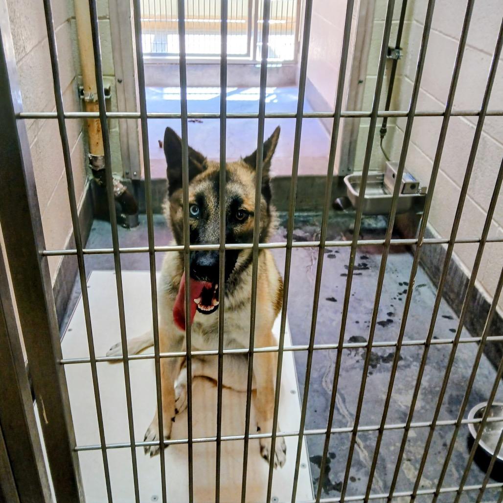 Enlarge GEORGIA, a Adoptable mixed breed in Upland, CA image 4/6
