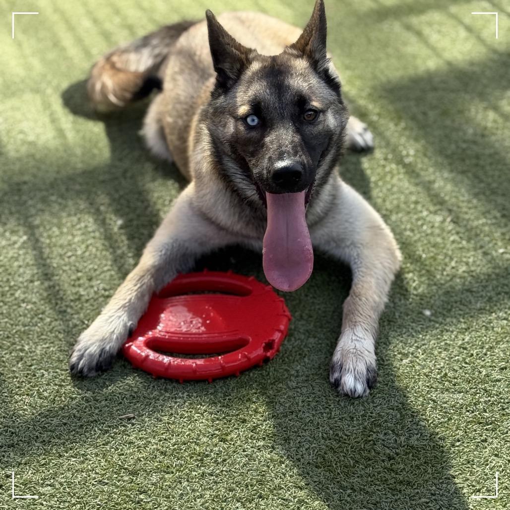 GEORGIA, a Adoptable mixed breed in Upland, CA image 4/4