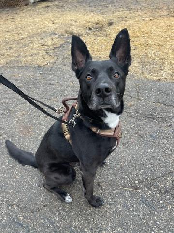 Enlarge Ludwig - Np Litter, a Adoptable mixed breed in Livonia, MI image 1/3