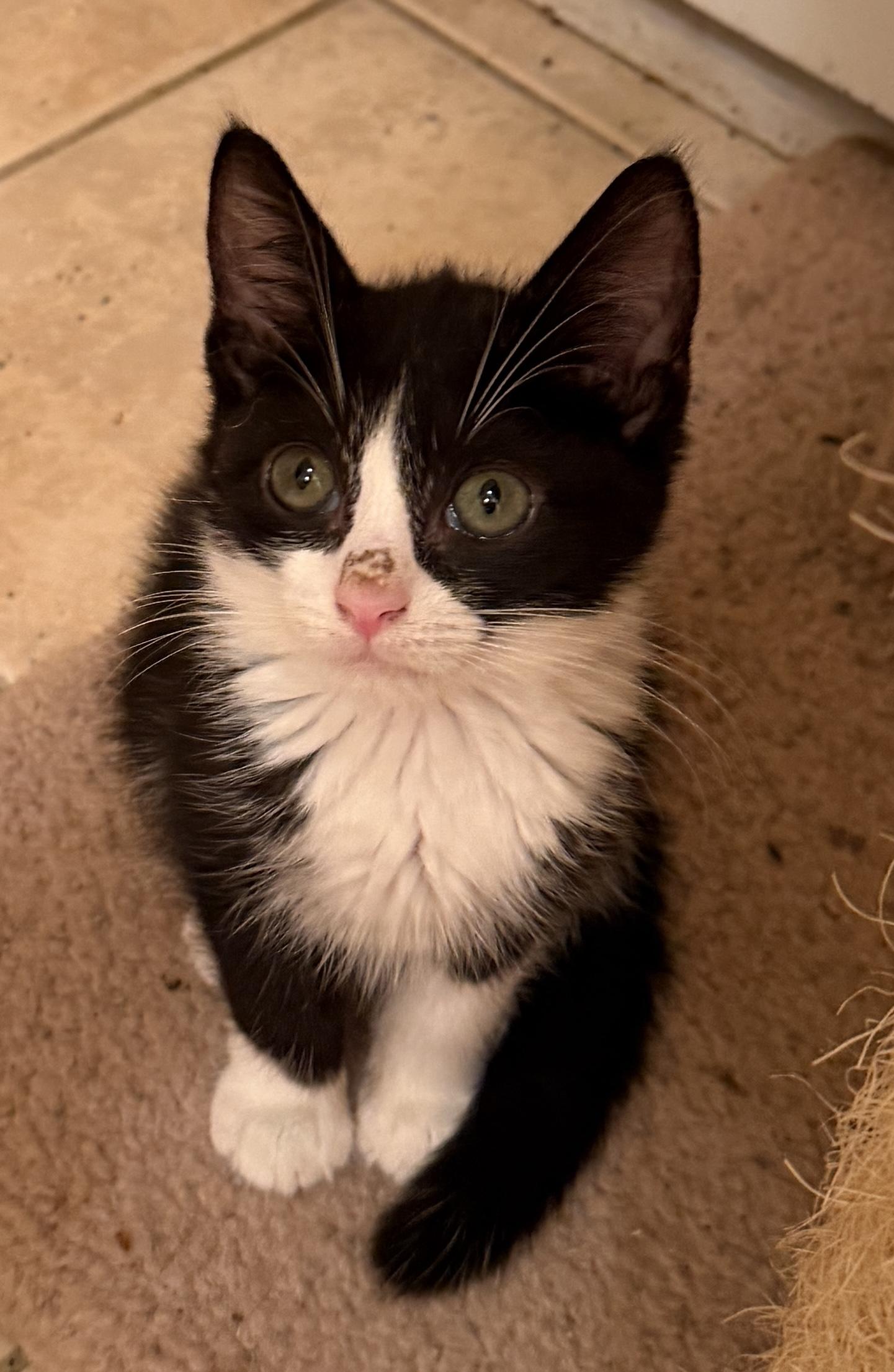 Enlarge Kevin, a Adoptable Domestic Short Hair in East Hanover, NJ image 2/2