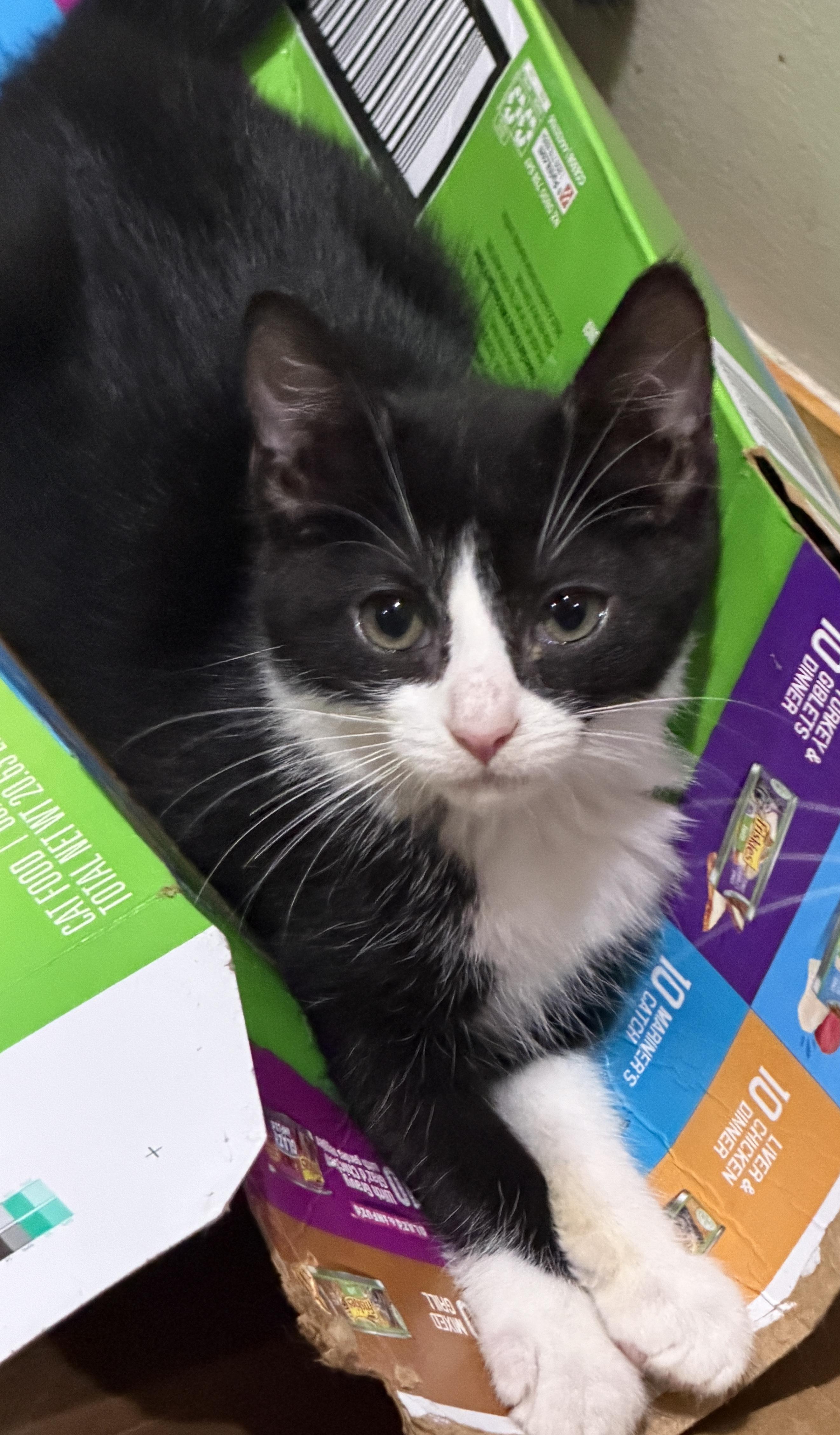 Kevin, Adoptable, Kitten Male Domestic Short Hair.