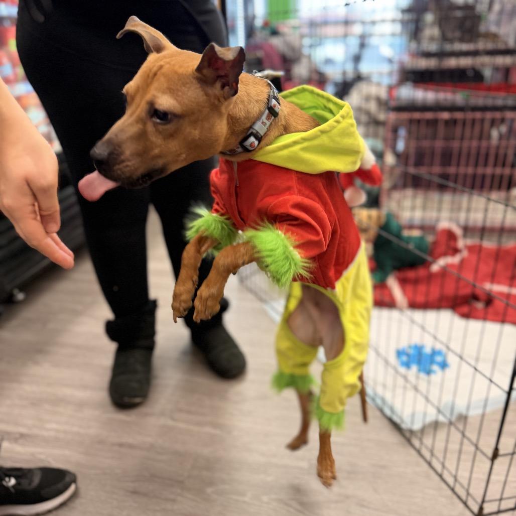 Grinch, Adoptable, Adult Male Terrier.