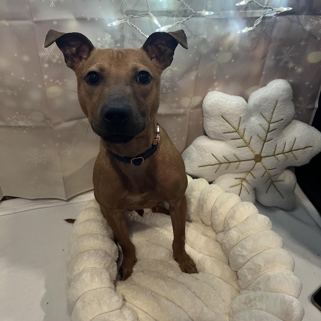 Enlarge Grinch, a Adoptable Terrier in Pasadena , MD image 2/5