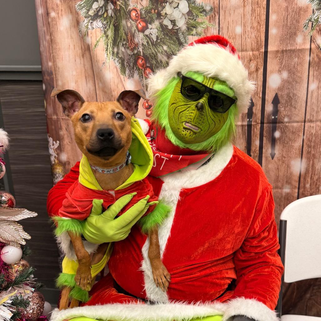 Enlarge Grinch, a Adoptable Terrier in Pasadena , MD image 3/5