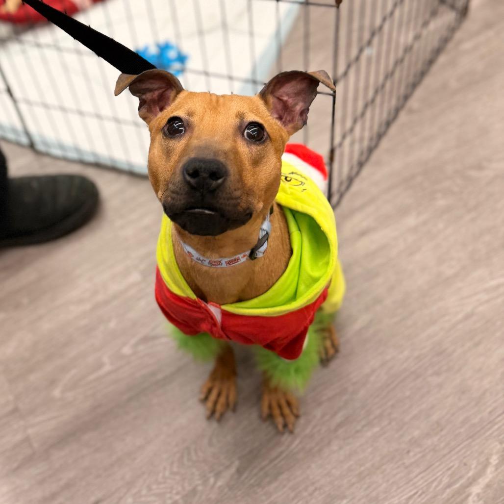 Enlarge Grinch, a Adoptable Terrier in Pasadena , MD image 4/5