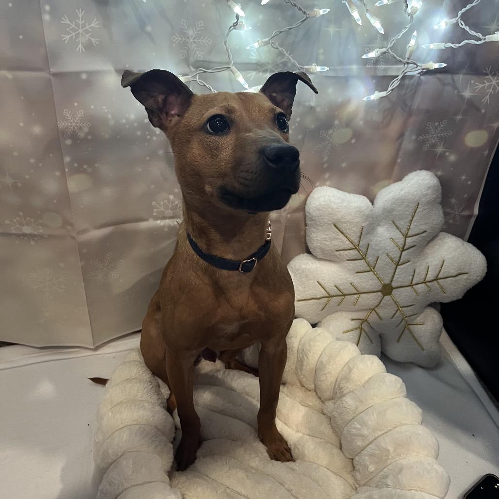 Enlarge Grinch, a Adoptable Terrier in Pasadena , MD image 5/5