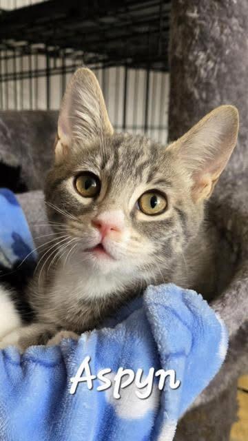 Aspyn, Adopted, Kitten Female Domestic Short Hair.
