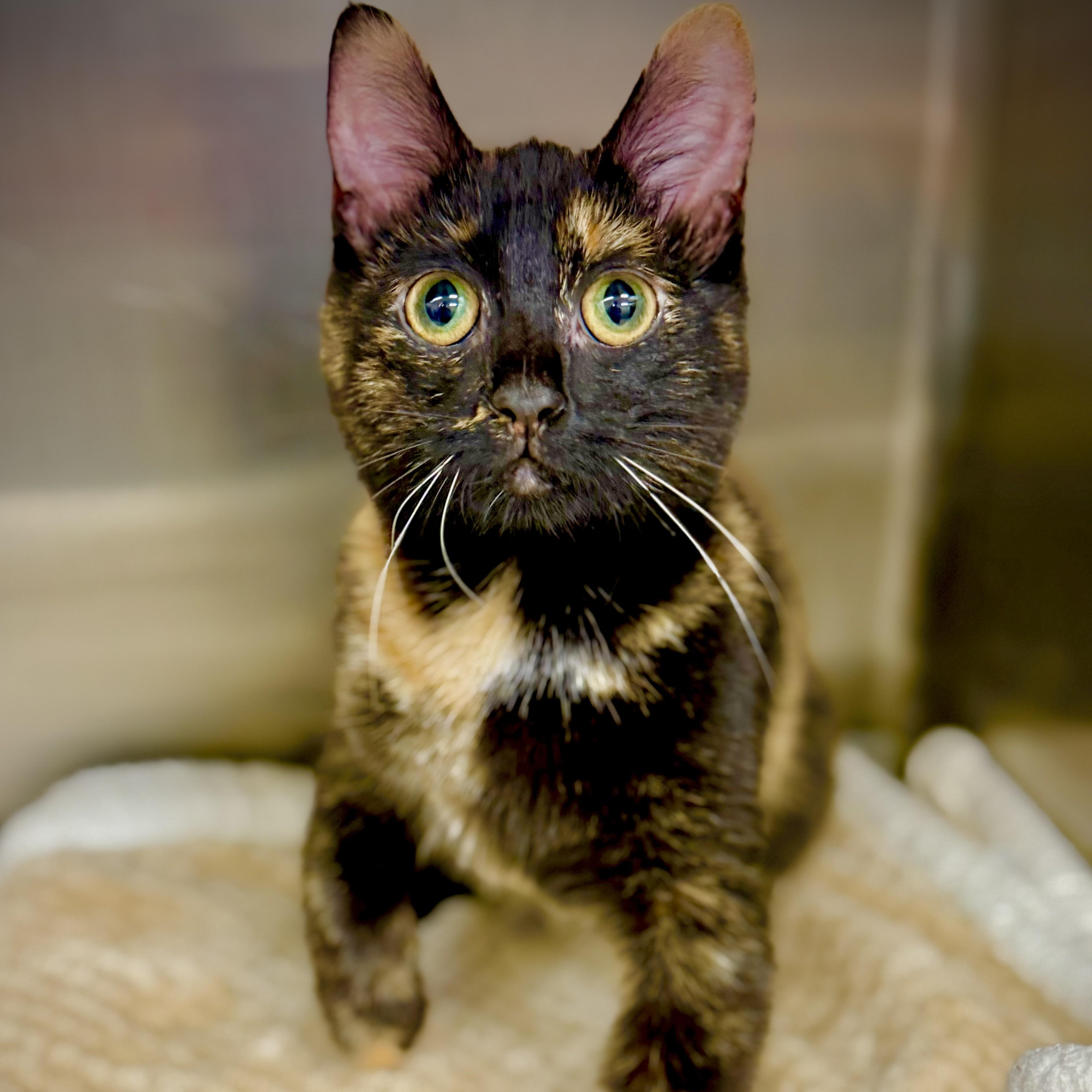 Enlarge Alani- 53624, a ADOPTABLE Domestic Short Hair in Columbia, MD image 3/3
