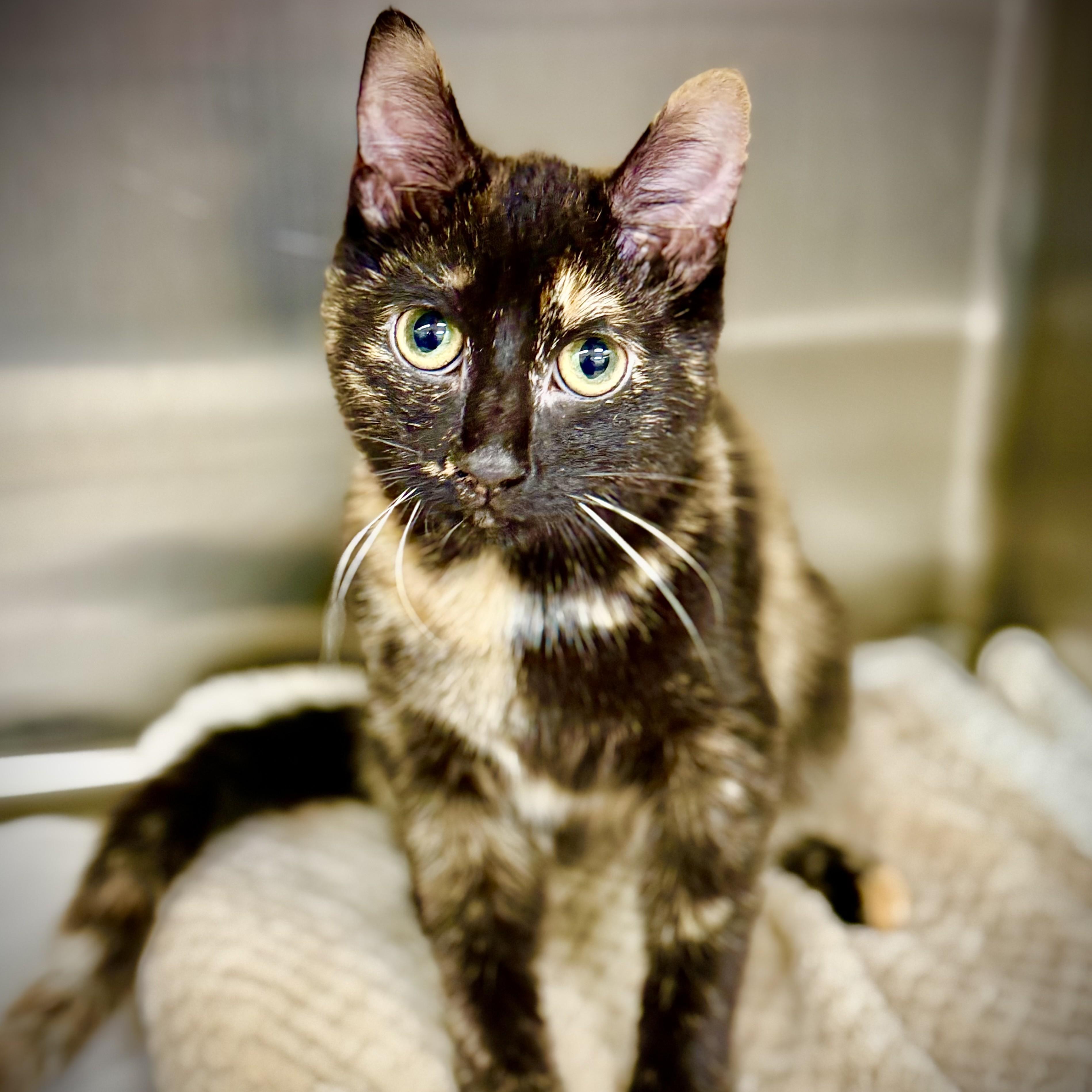 Alani- 53624, ADOPTABLE, Kitten Female Domestic Short Hair.