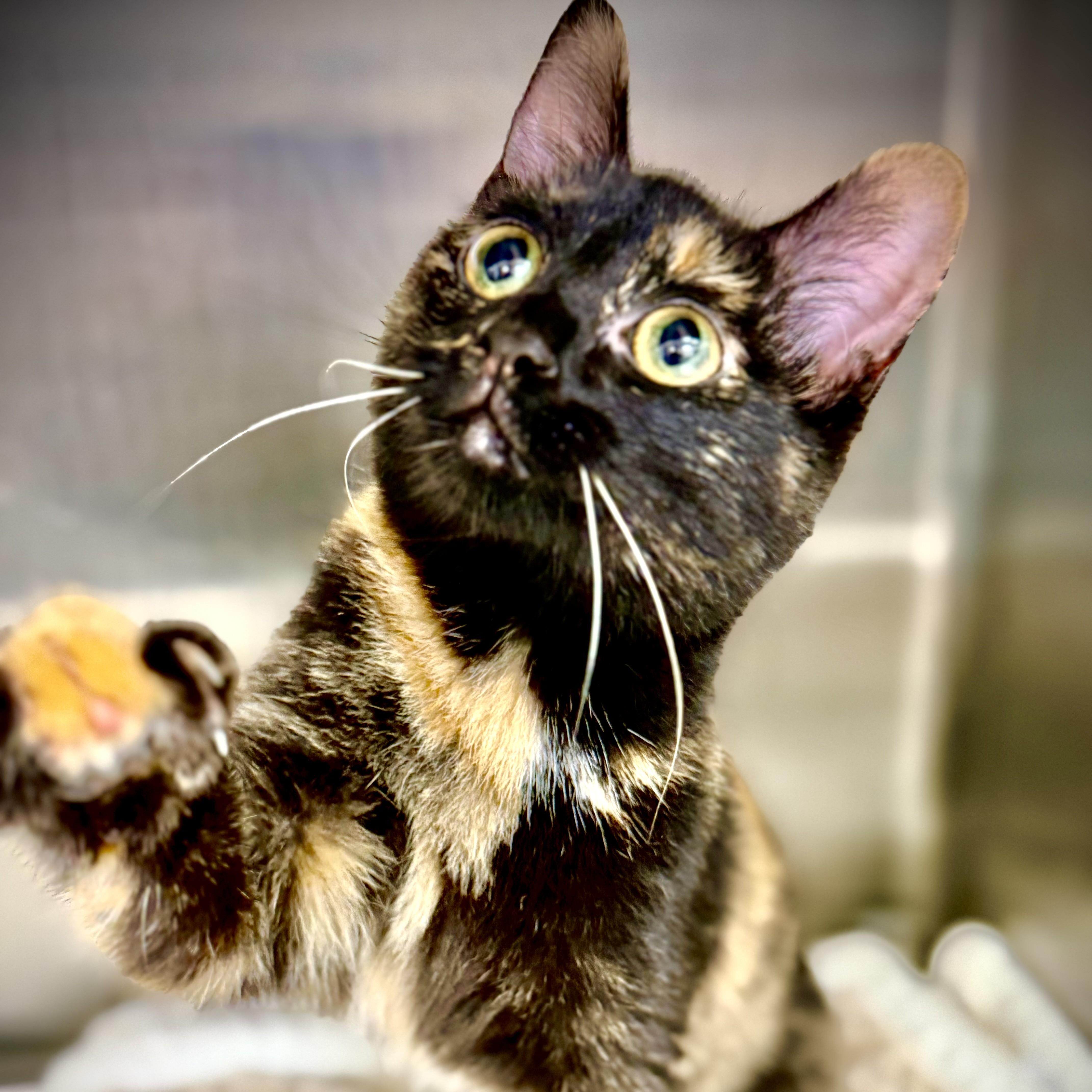 Enlarge Alani- 53624, a ADOPTABLE Domestic Short Hair in Columbia, MD image 2/3