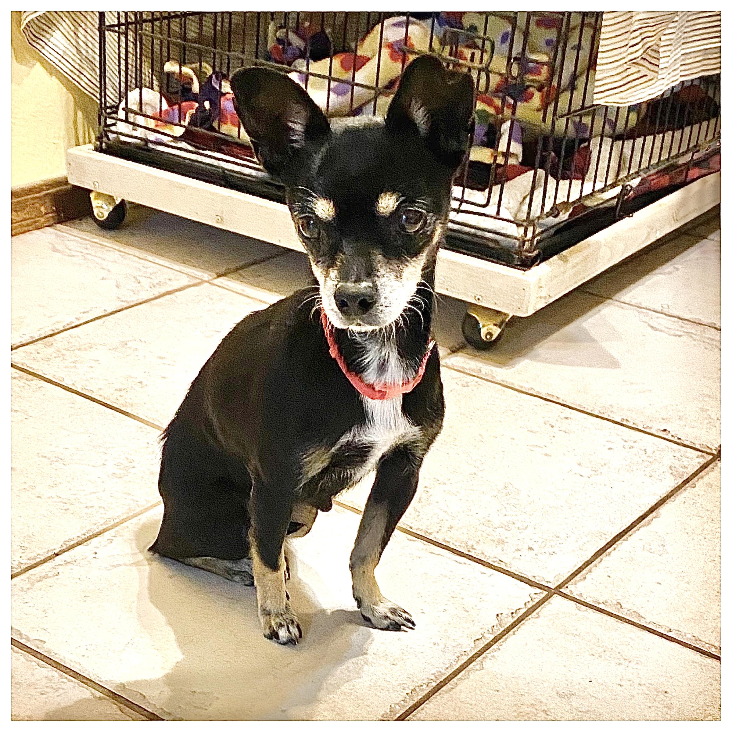 Sweet Pea, ADOPTABLE, Adult Female Chihuahua.
