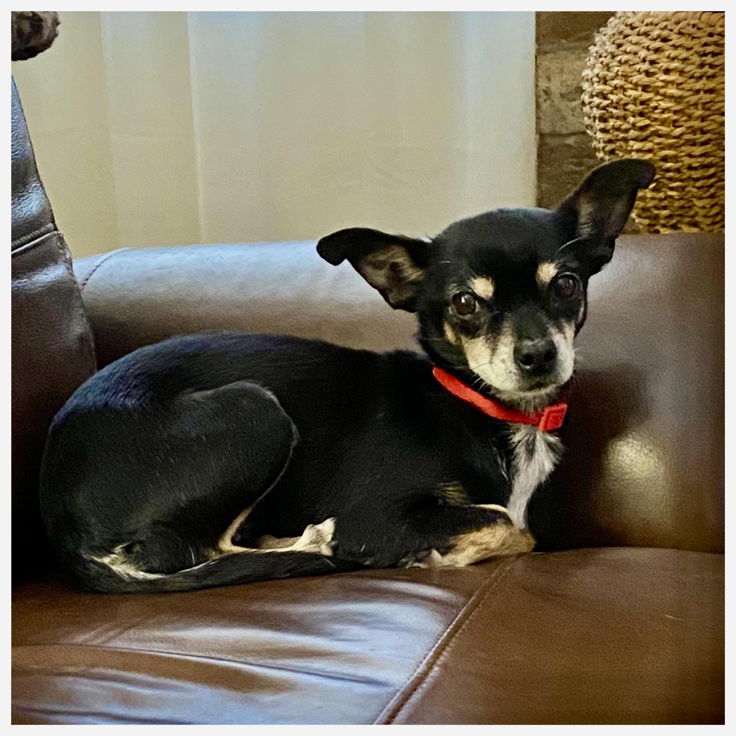 Enlarge Sweet Pea, a ADOPTABLE Chihuahua in Edmond, OK image 2/2