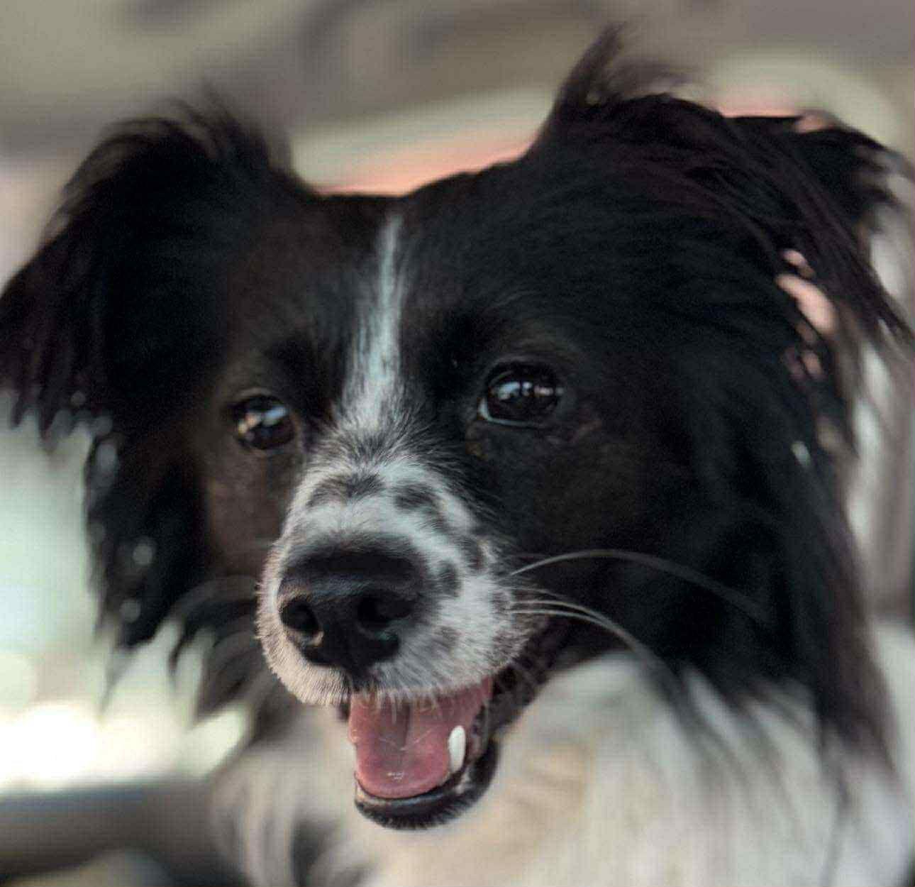 Lucy, Adopted, Adult Female Papillon & Chihuahua.