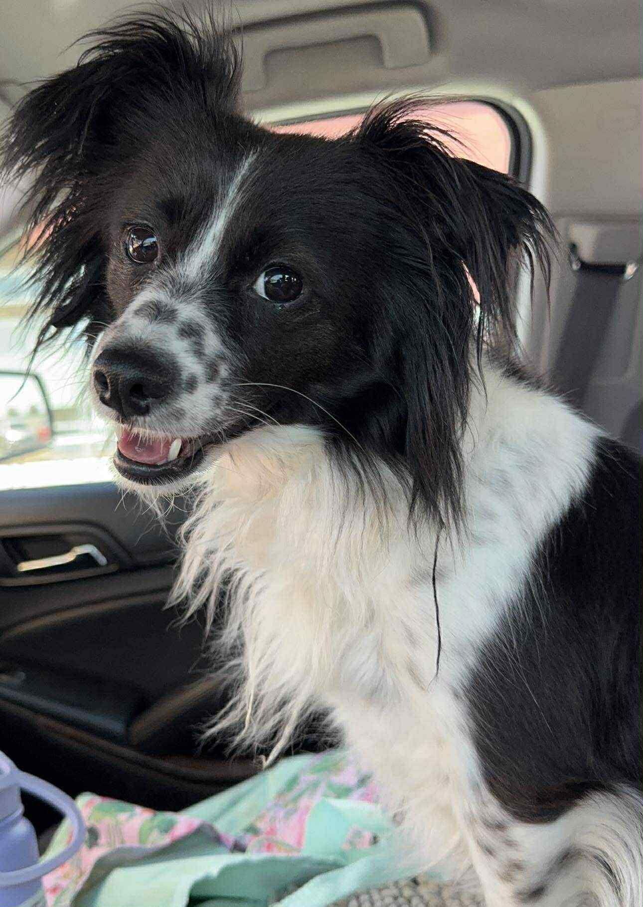 Lucy, Adopted, Adult Female Papillon & Chihuahua.
