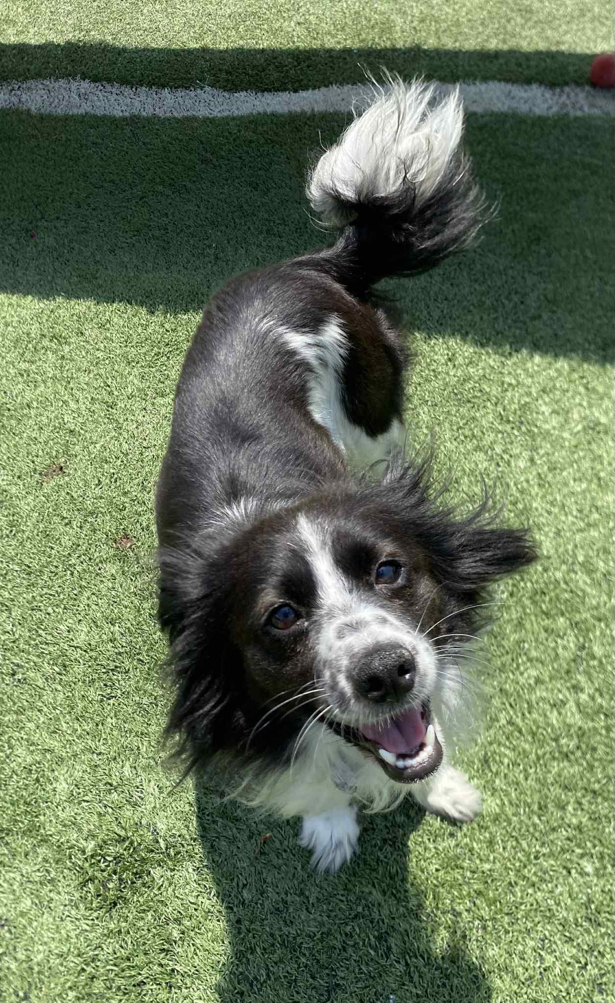 Enlarge Lucy, a Adopted mixed breed in La Verne, CA image 3/3