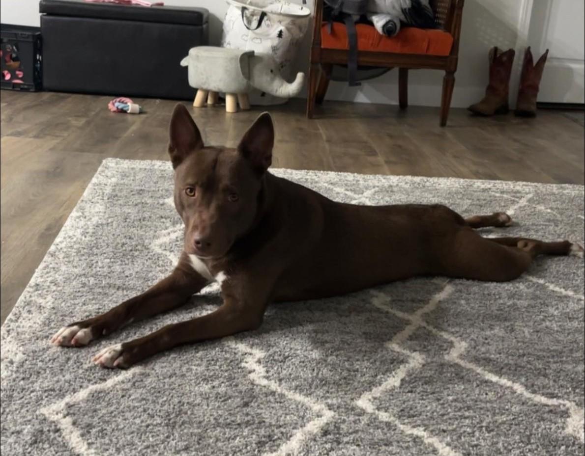 Enlarge Kenzie (Obedience Trained), an adoptable mixed breed in Maryville, MO image 2/6