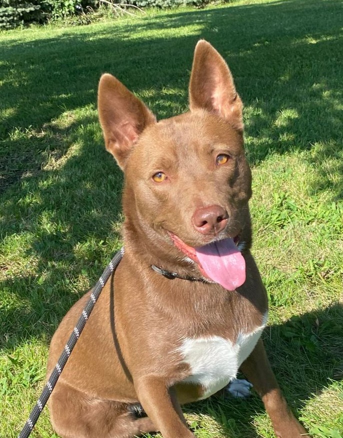 Enlarge Kenzie (Obedience Trained), an adoptable mixed breed in Maryville, MO image 4/6