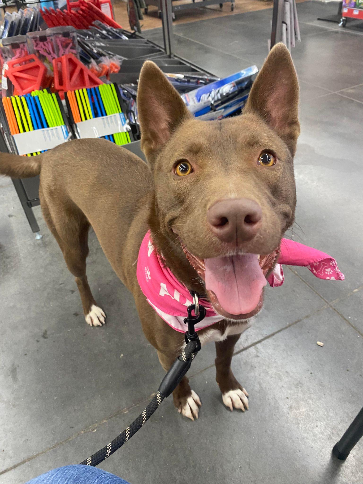 Enlarge Kenzie (Obedience Trained), an adoptable mixed breed in Maryville, MO image 1/6